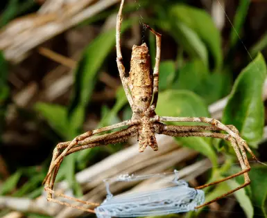 Egy apró pók, mely különleges hallásának köszönhetően lenyűgöző vadász